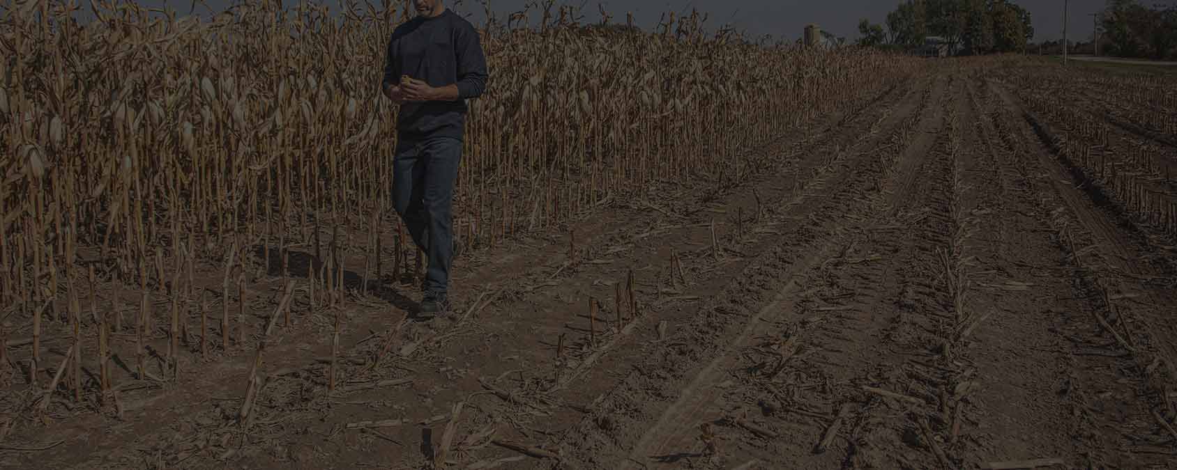 A man strolls through a corn field with comfortable jeans