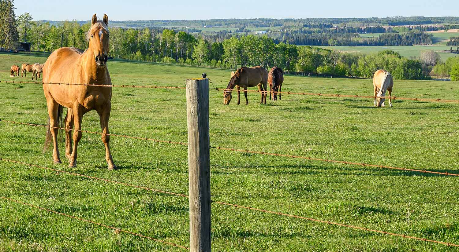 Several horses trot in a fenced-in pasture with trees and other fields behind them in the distance, and a blue sky overhead.