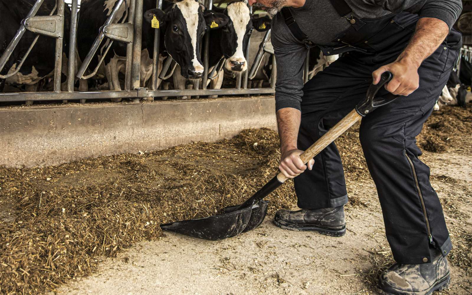 A man shovels feed inside a barn with cows
