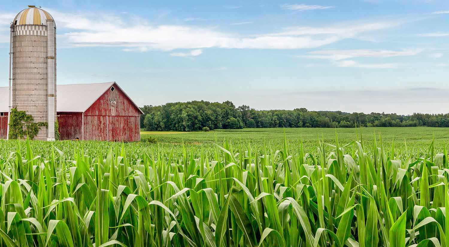 A serene image of a green corn field in summer with a blue sky overhead, and a red barn and grain silo to the left. In the distance, there is a lush green woods.